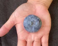 关于BDS爆冷Vitality，Bwipo打破历史纪录的信息